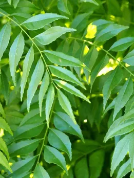 वजन घटाने से घाव भरने तक में मददगार हैं करी पत्ते, जानिए कैसे