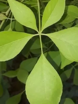 व्रत रखने के 7 फायदे, शरीर से दिमाग तक के लिए है फायदेमंद