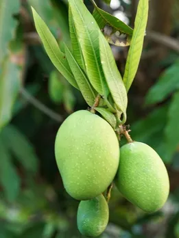 आम के पत्ते पानी में उबालकर पीने के ये हैं 5 जबरदस्त फायदे