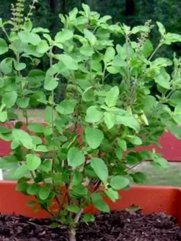 तुलसी से बढ़ाएं चेहरे की खूबसूरती, जानिए कैसे