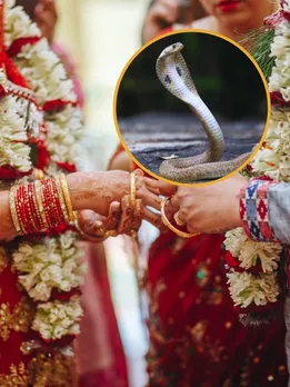 यहां दहेज में पैसे या सोना-चांदी की जगह मिलते हैं 21 जहरीले सांप