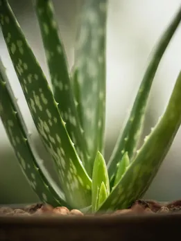 ऐसे लोग भूलकर भी ना करें एलोवेरा का इस्तेमाल