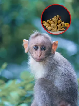बंदर क्यों नहीं जानता अदरक का स्वाद? आज जान लें जवाब