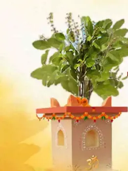 घर में तुलसी का पौधा देता है शुभ-अशुभ संकेत, इन इशारों को न करें नजरअंदाज
