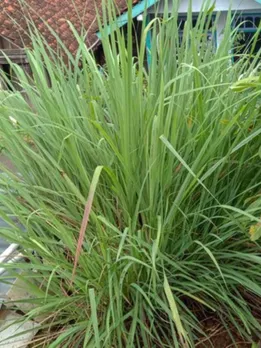 रोजाना पिएं इस घास की चाय, मिलेंगे ये 10 जबरदस्त फायदे