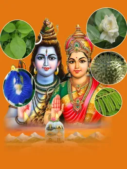 महाशिवरात्रि पर घर लाएं ये 5 पौधे, भोलेनाथ होंगे प्रसन्न