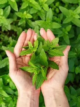अक्षय तृतीया पर करें ये तुलसी उपाय, पूरी हो सकती हैं मनोकामना