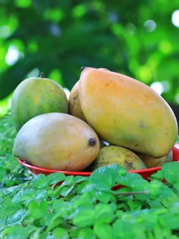 भारत के इन 7 राज्यों के आम पूरी दुनिया में हैं मशहूर