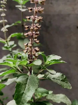 ज्येष्ठ माह में करें तुलसी संबंधी ये उपाय, हर कष्ट के साथ पैसों की तंगी से मिलेगा छुटकारा
