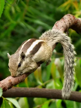 Squirrel