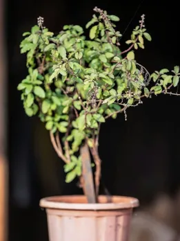 Tulsi plant benefits