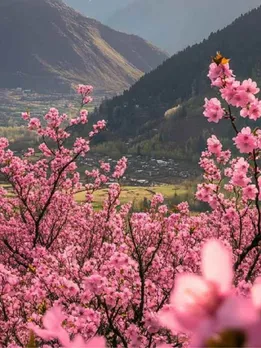 बादाम के फूलों से गुलजार हुई कश्मीर की वादियां, मन को मोह लेगा ये नजारा