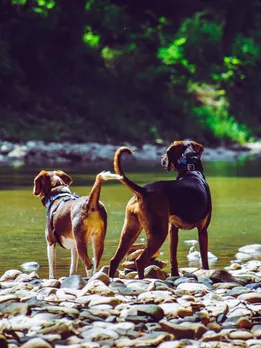 Animal behavior before disasters