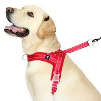 pet dog