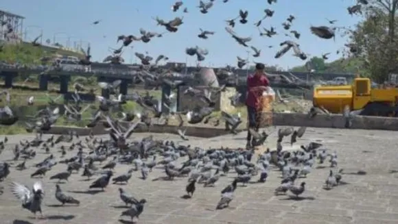 pigeon