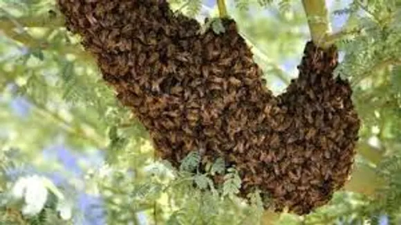 honeybee
