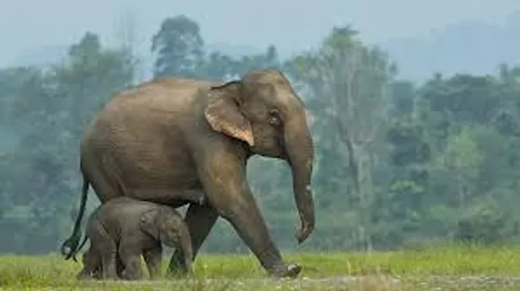 elephant