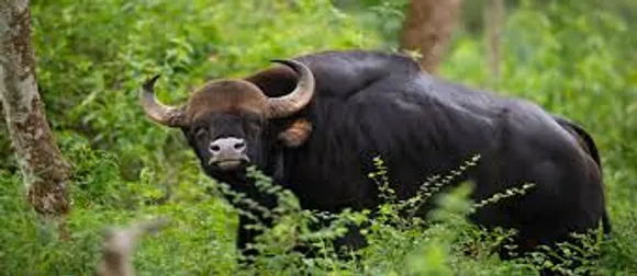 bison