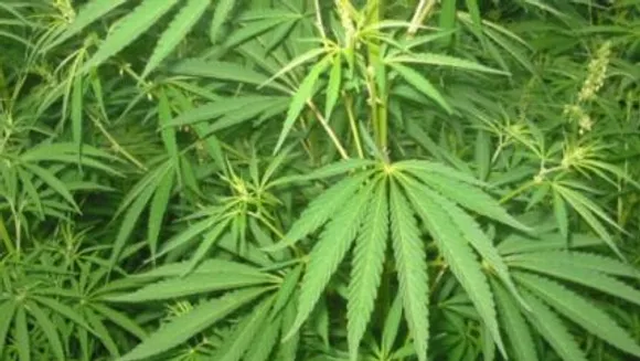 cannabis cultivation