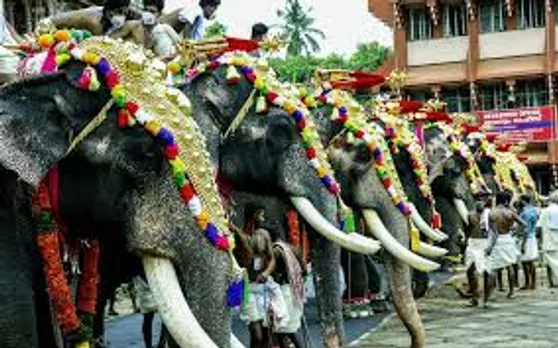 elephants