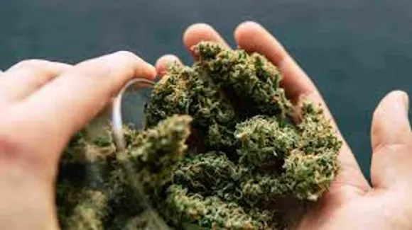 hybrid weed