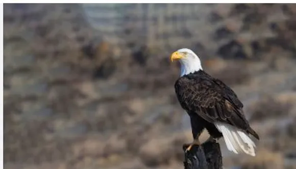 eagle