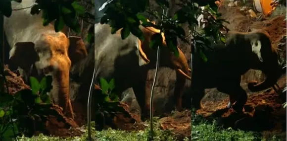 elephant rescue