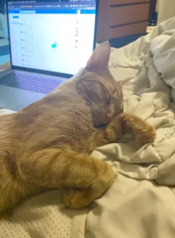 cat