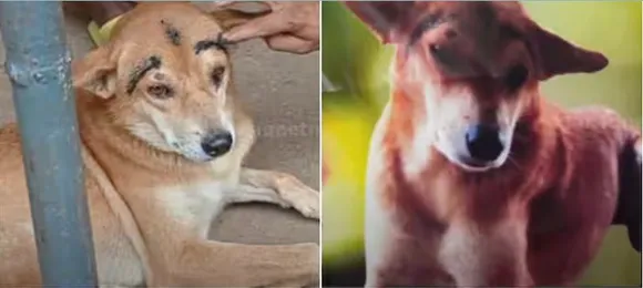 dog