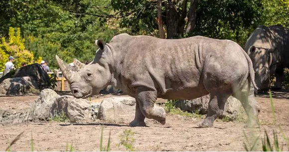 hippopottamas