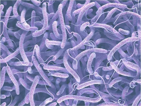 IMAGE OF BACT