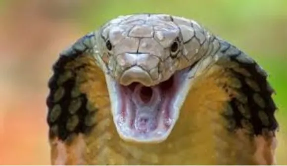 snake