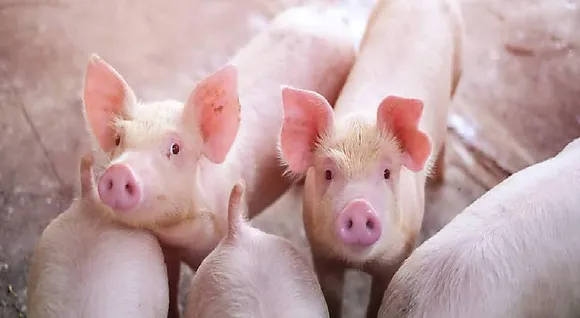 African-swine-flu-confirmed-in-Ernakulam