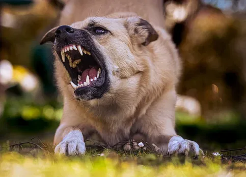 STRAY DOG