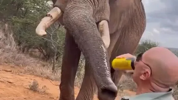 elephent