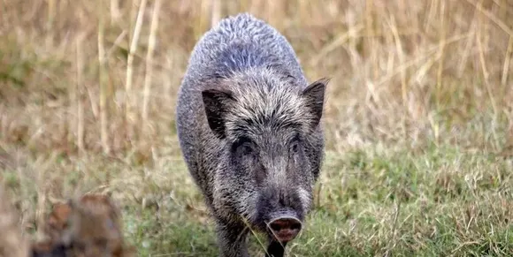 pig