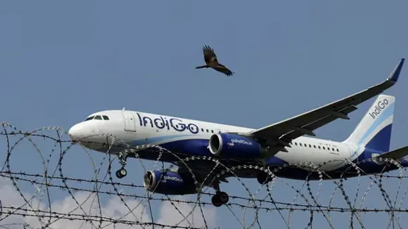 indigo