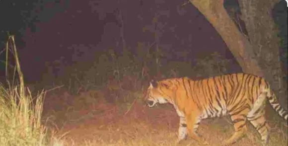 tiger