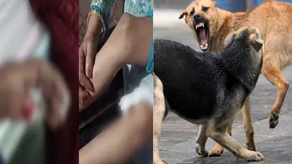 kozhikode-stray-dog-attack