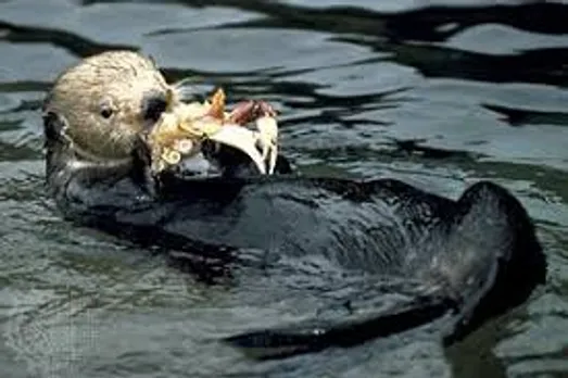 OTTERS