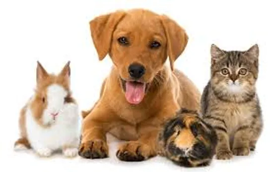 pets