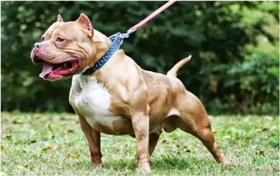pitbull