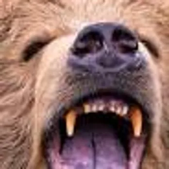 bear