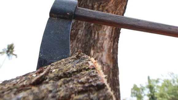 Wayanad tree felling