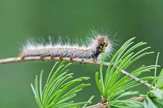 worm