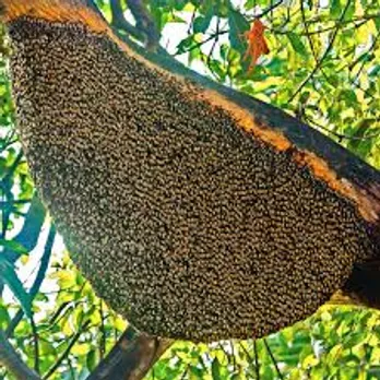 bee