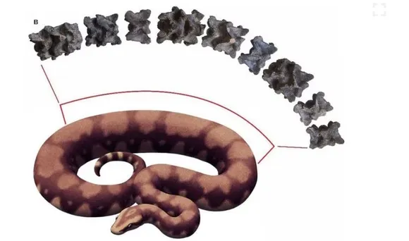 vasuki