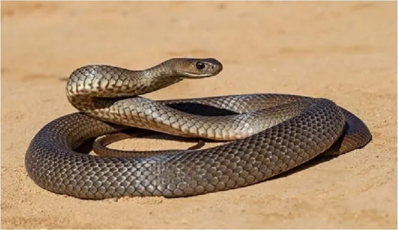 snake venom