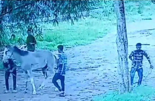 violence against horse