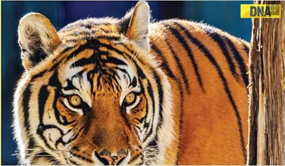 ഇന്ത്യയില്‍  രണ്ട് മാസക്കാലയളവവില്‍ 30 കടുവകള്‍ക്ക് ജീവന്‍ നഷ്ടപ്പെട്ടു;മരണം കൂടുന്നത് സ്വാഭാവികമെന്ന് അധികൃതര്‍